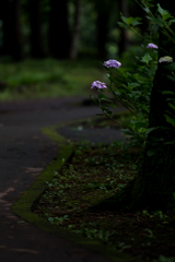 小道沿いに顔を出す紫陽花