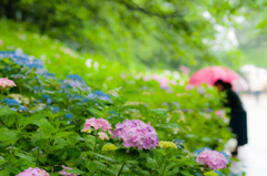 権現堂公園の紫陽花①