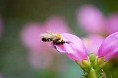 頭かくして・・・