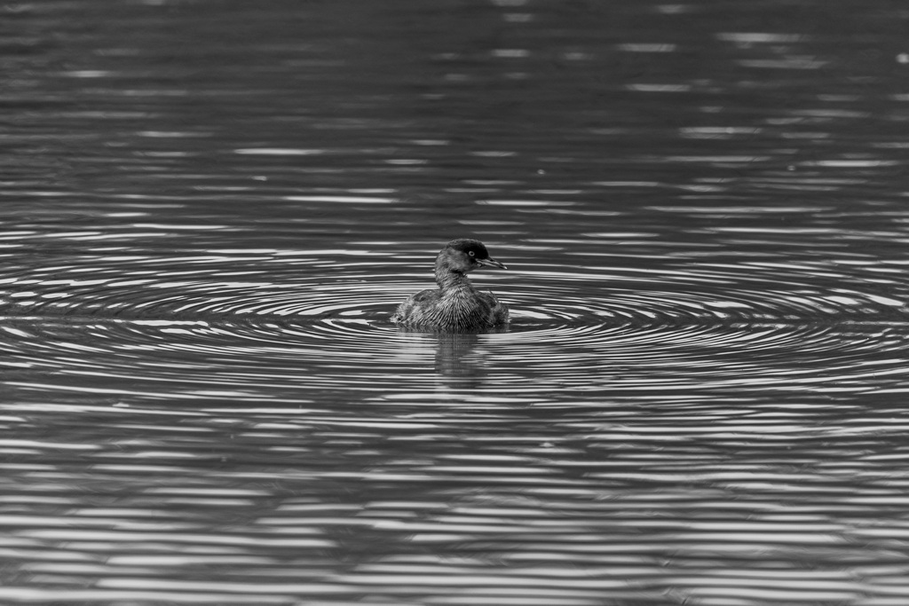 kaitsuburi B/W