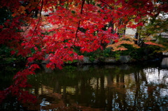 紅軒