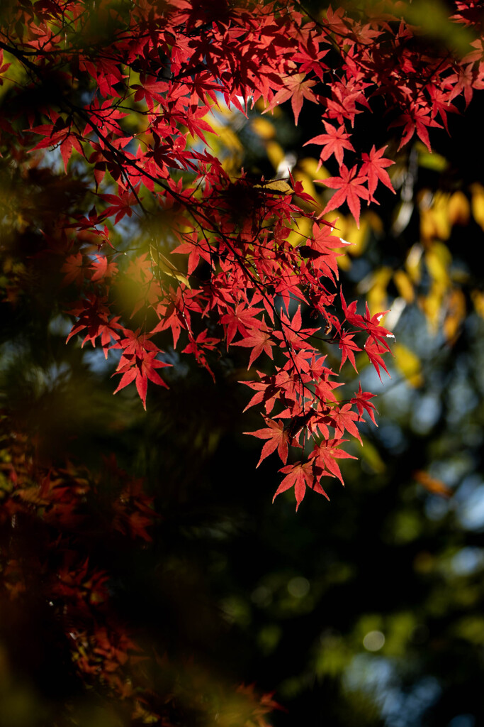 紅く