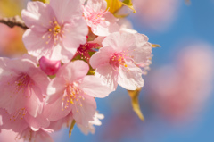 河津桜