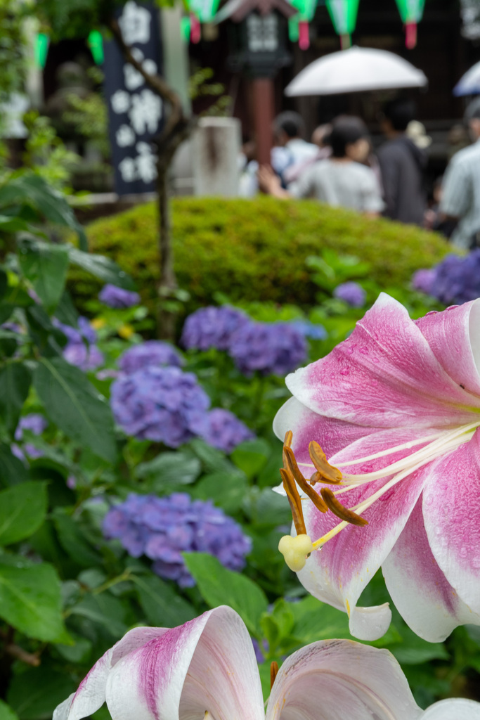 ゆりとあじさい