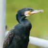 カワウ