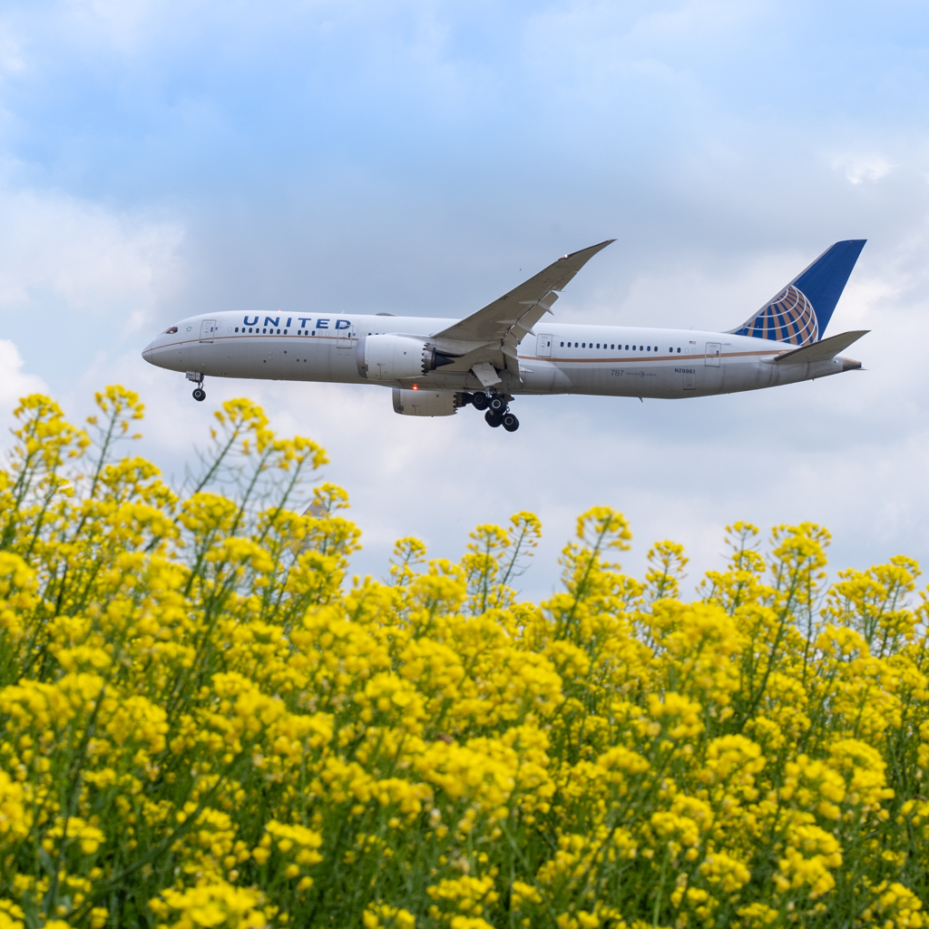 菜の花畑にランディング