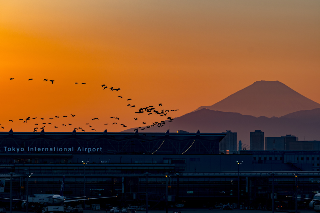 夕暮れの羽田空港