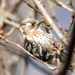 コゲラさん何食べてるの？