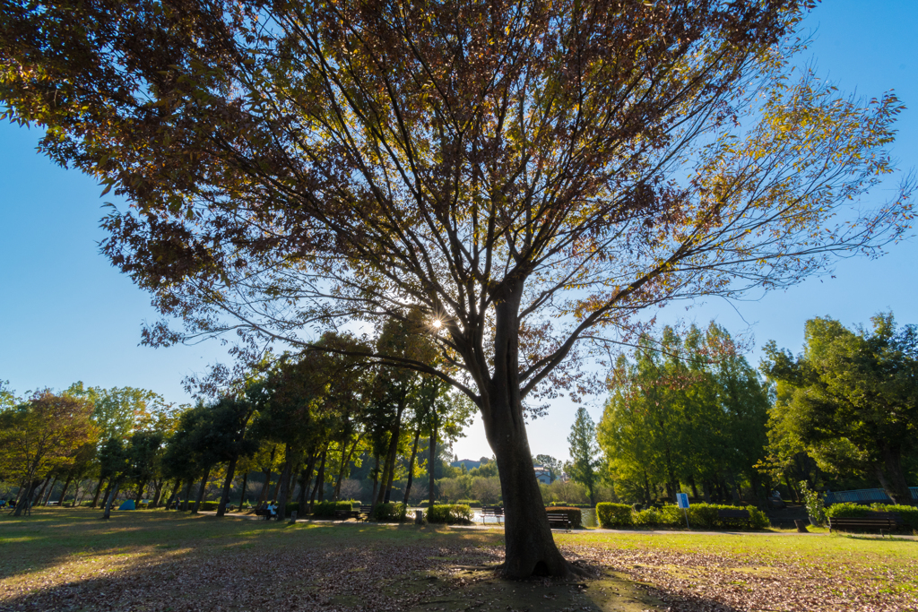 公園の真ん中の木