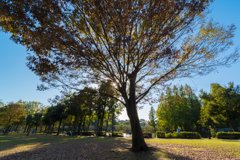 公園の真ん中の木