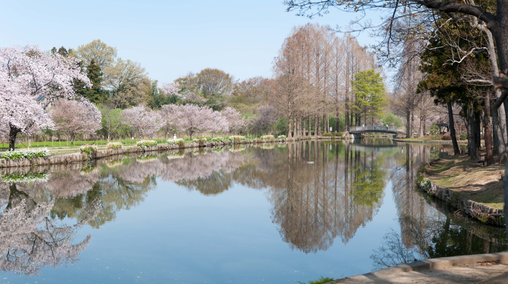 上尾丸山公園の春