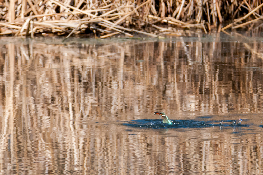 水面からニョキ