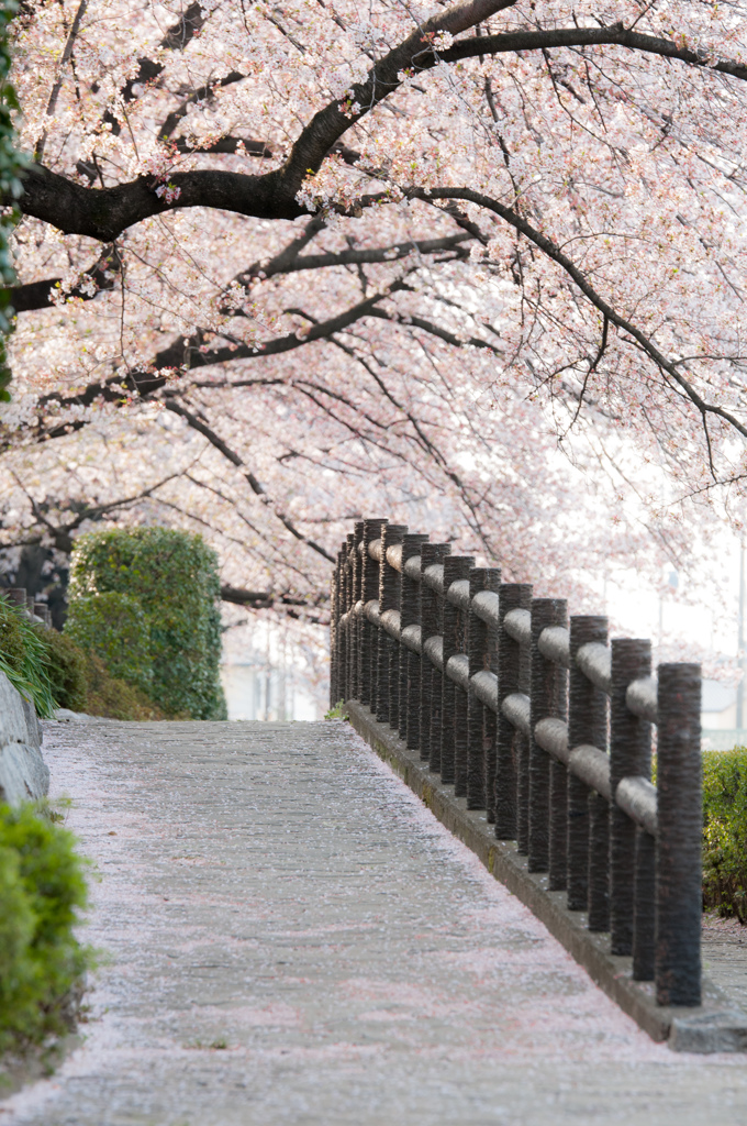 桜舞い散る坂道