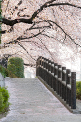 桜舞い散る坂道