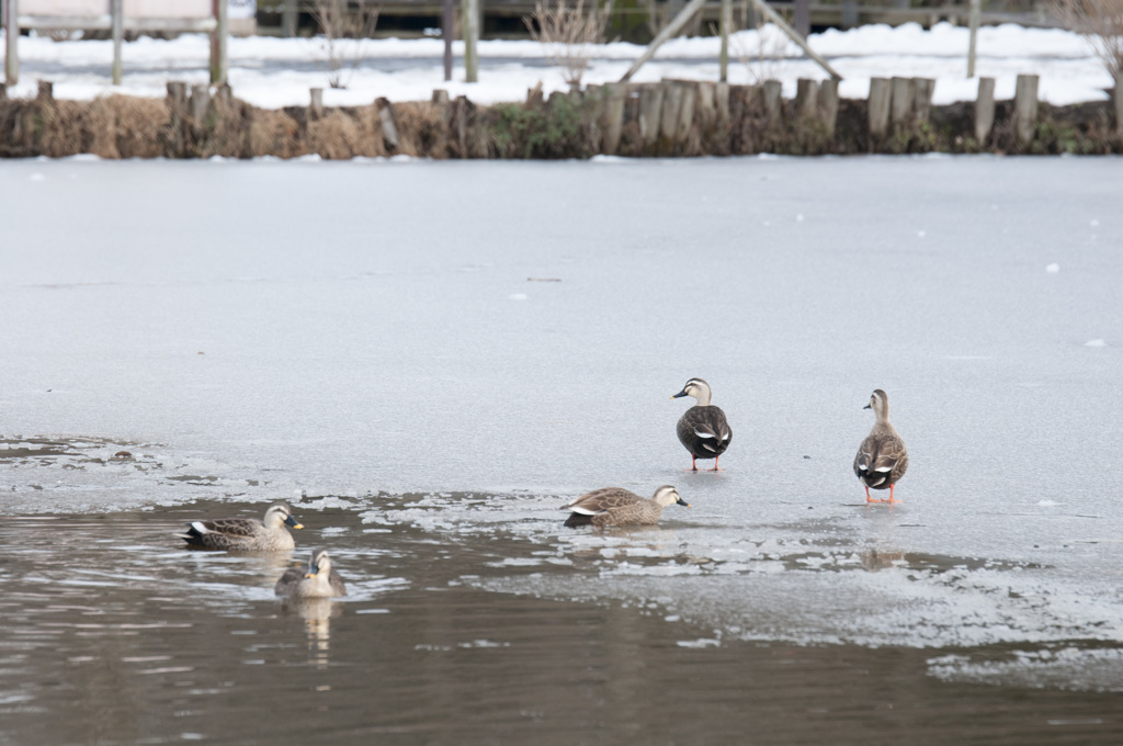 こっちは歩けるよ