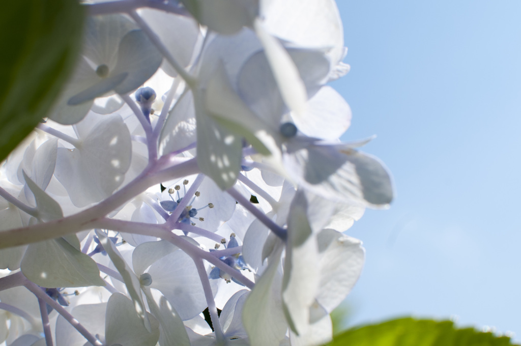 紫陽花（裏）