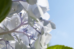 紫陽花（裏）