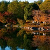日本庭園の秋