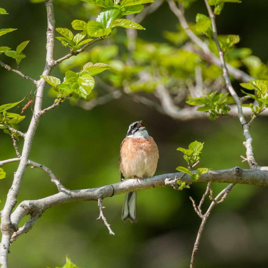 平成最後の野鳥探し①