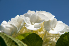 紫陽花（表）