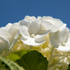 紫陽花（表）
