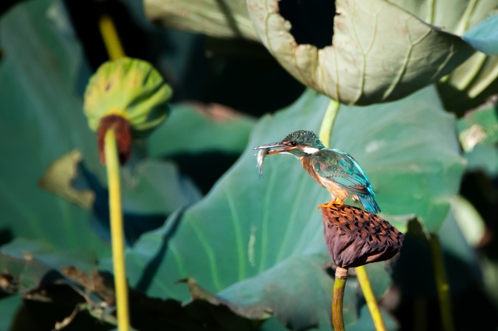 カワセミのお嬢さん