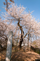 日本五大桜（埼玉県北本市）