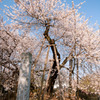 日本五大桜（埼玉県北本市）