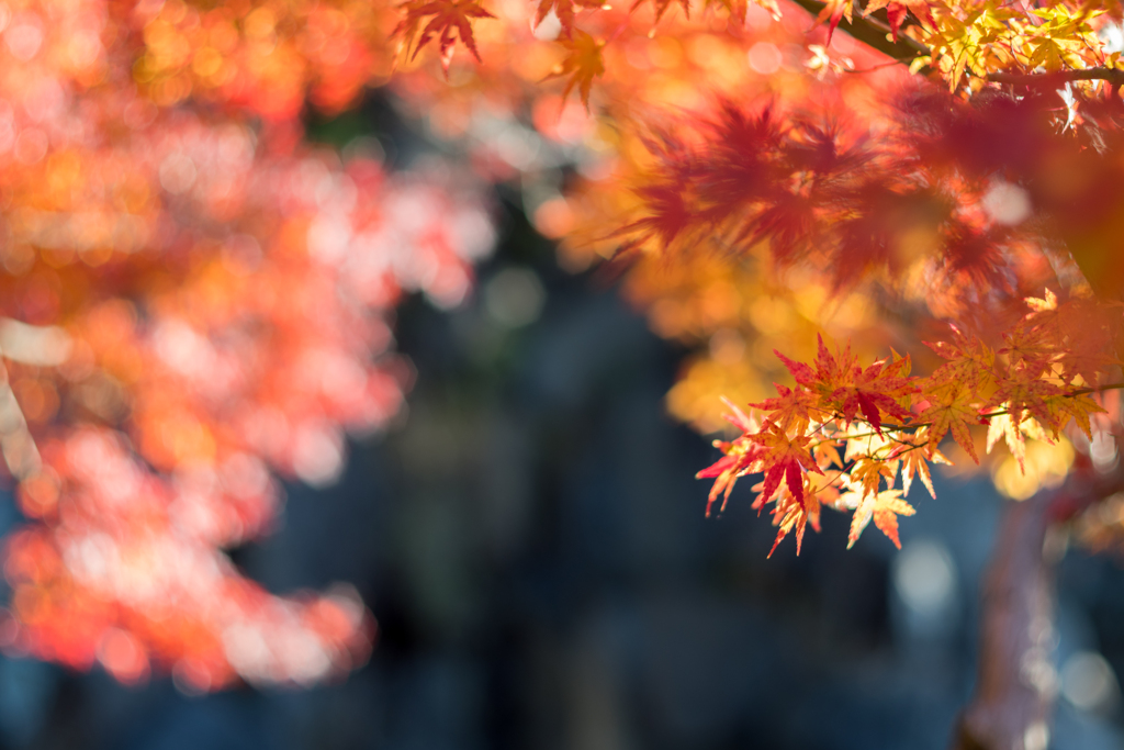 オールドレンズで紅葉