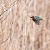 飛翔カワセミ（１）