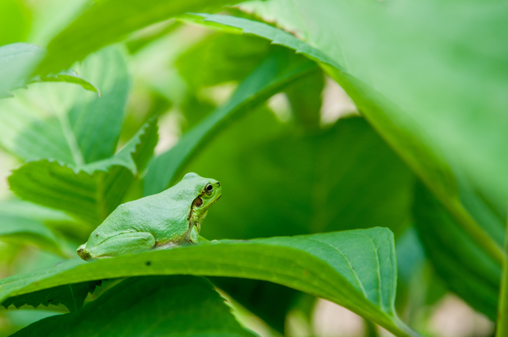 梅雨はまだケロ？