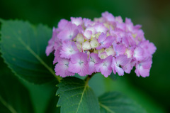 ピンクの紫陽花