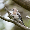 エナガに混じってたコゲラちゃん