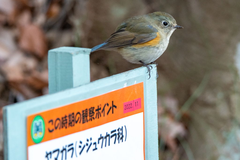 あたし、ヤマガラじゃないわよ