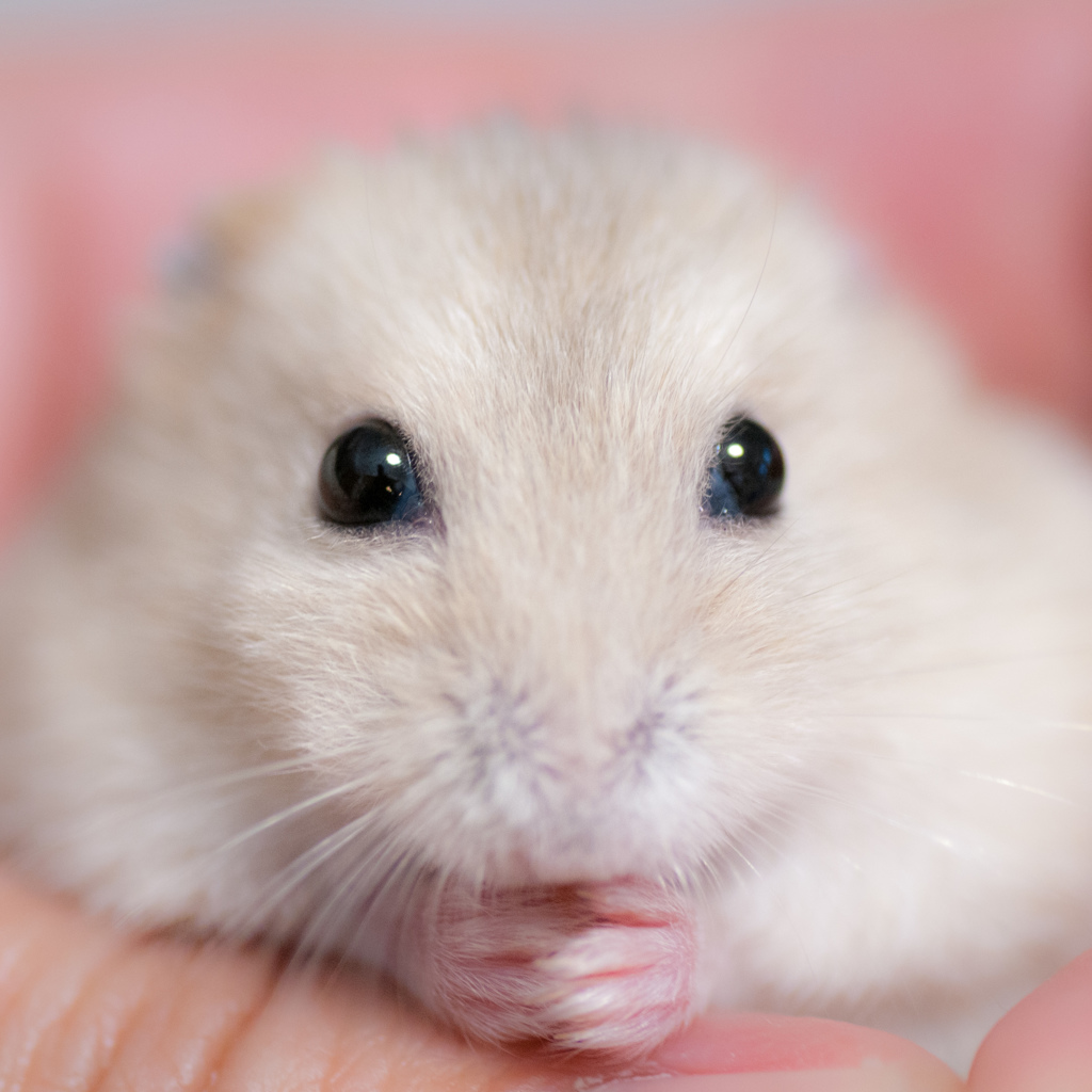 我が家のアイドル