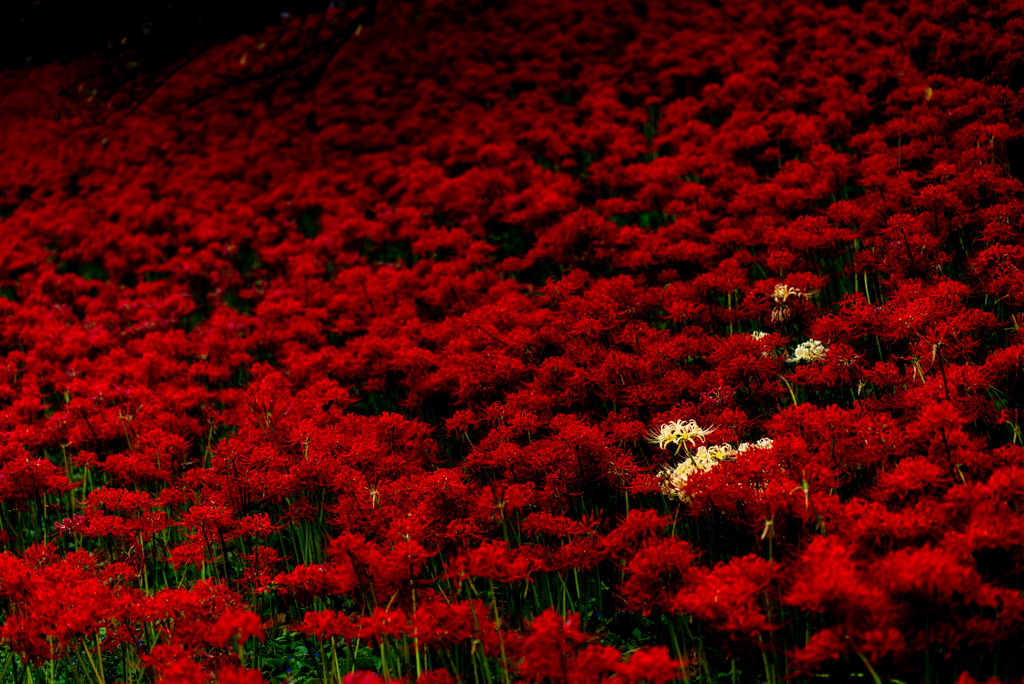 赤の舞台で演じる