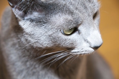 ツンデレねこさん