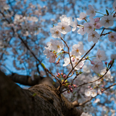 桜を見上げて