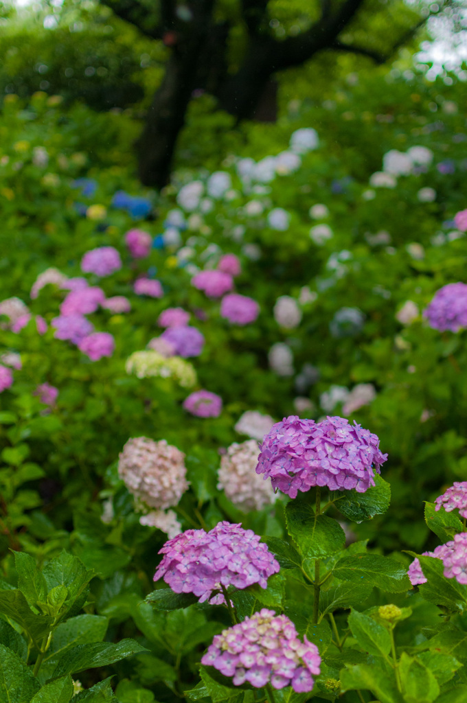 権現堂公園の紫陽花②