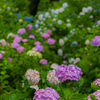 権現堂公園の紫陽花②