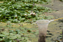 釣られたケロ！