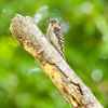 平成最後の野鳥探し②