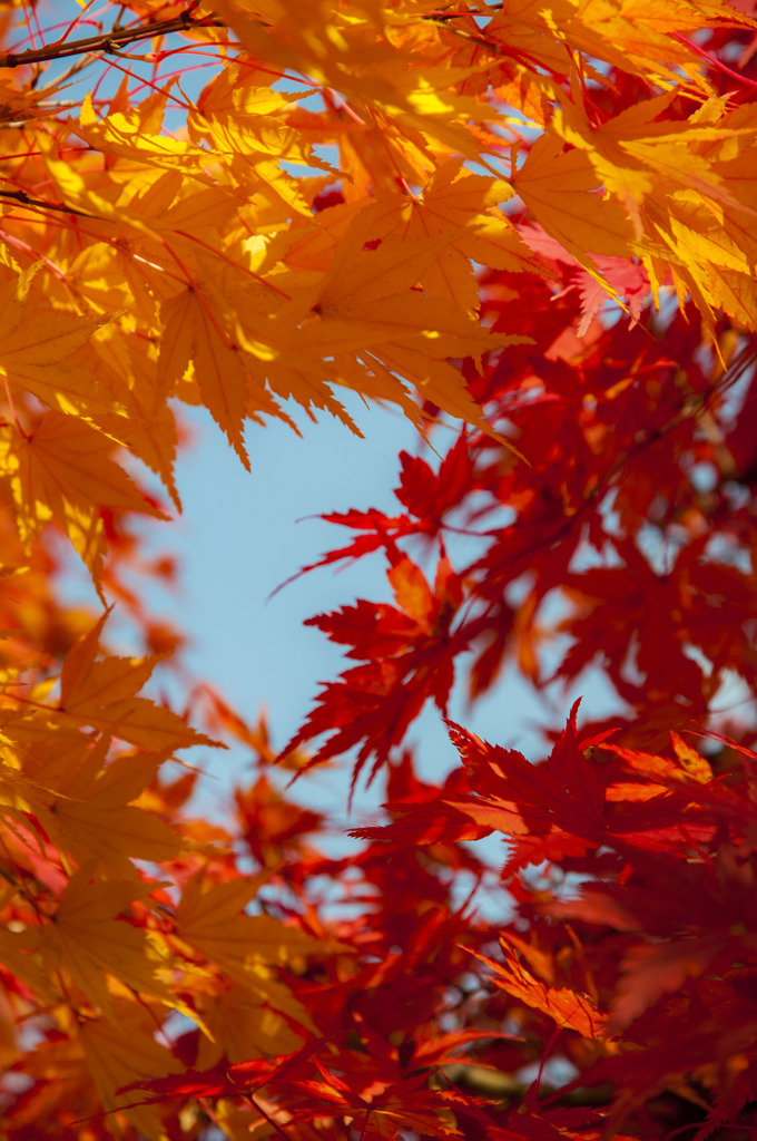 紅と黄