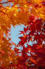 紅と黄