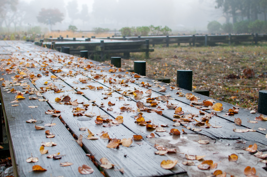 濡れ落ち葉の木道