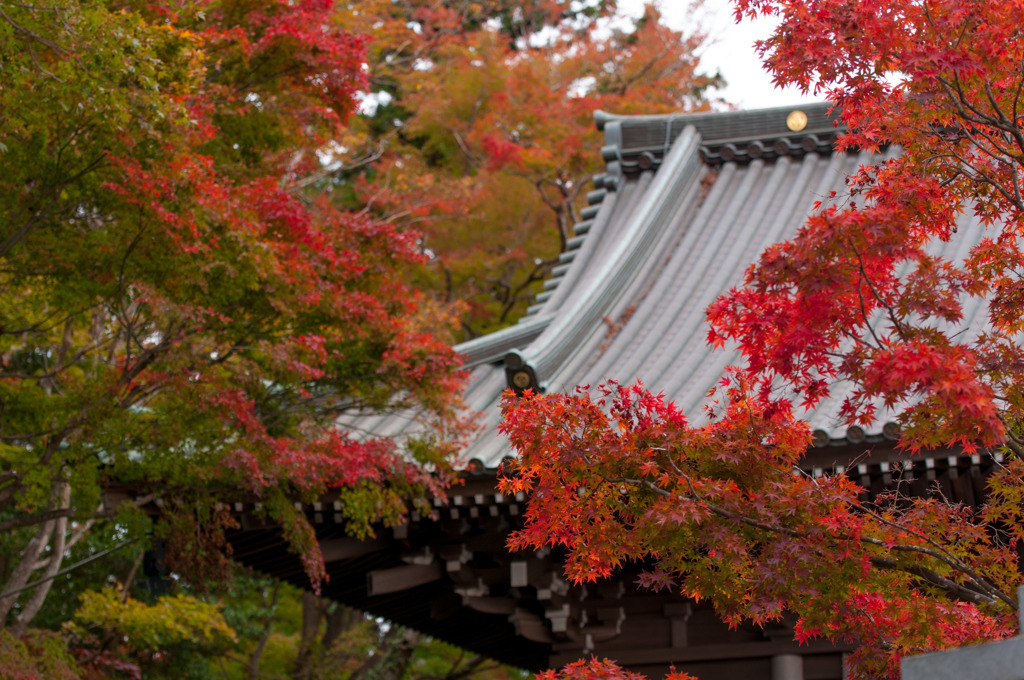 高尾山薬王院の紅葉