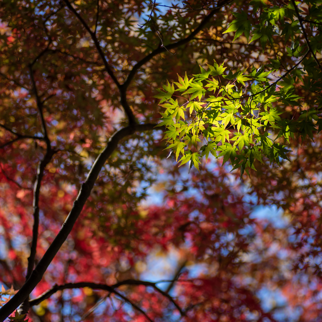 紅も良いけど緑もね