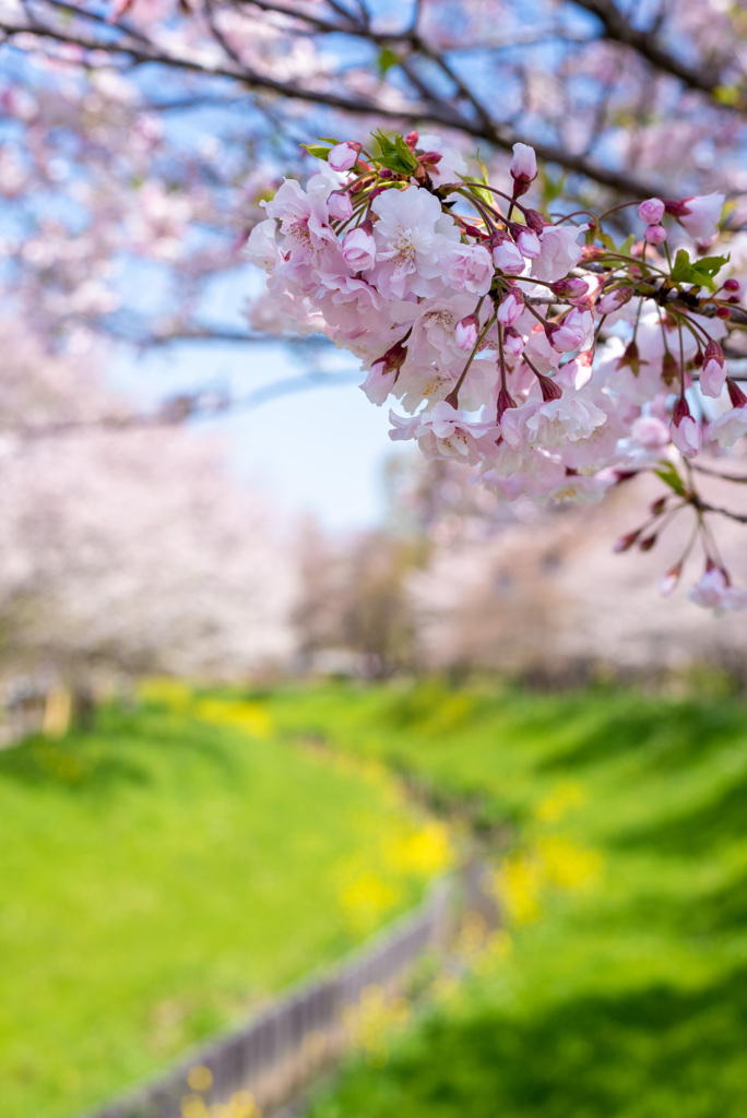 僕が産まれた月の花