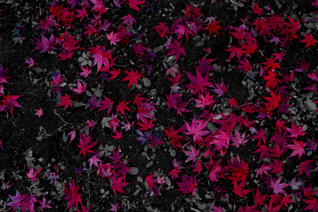落葉・紅