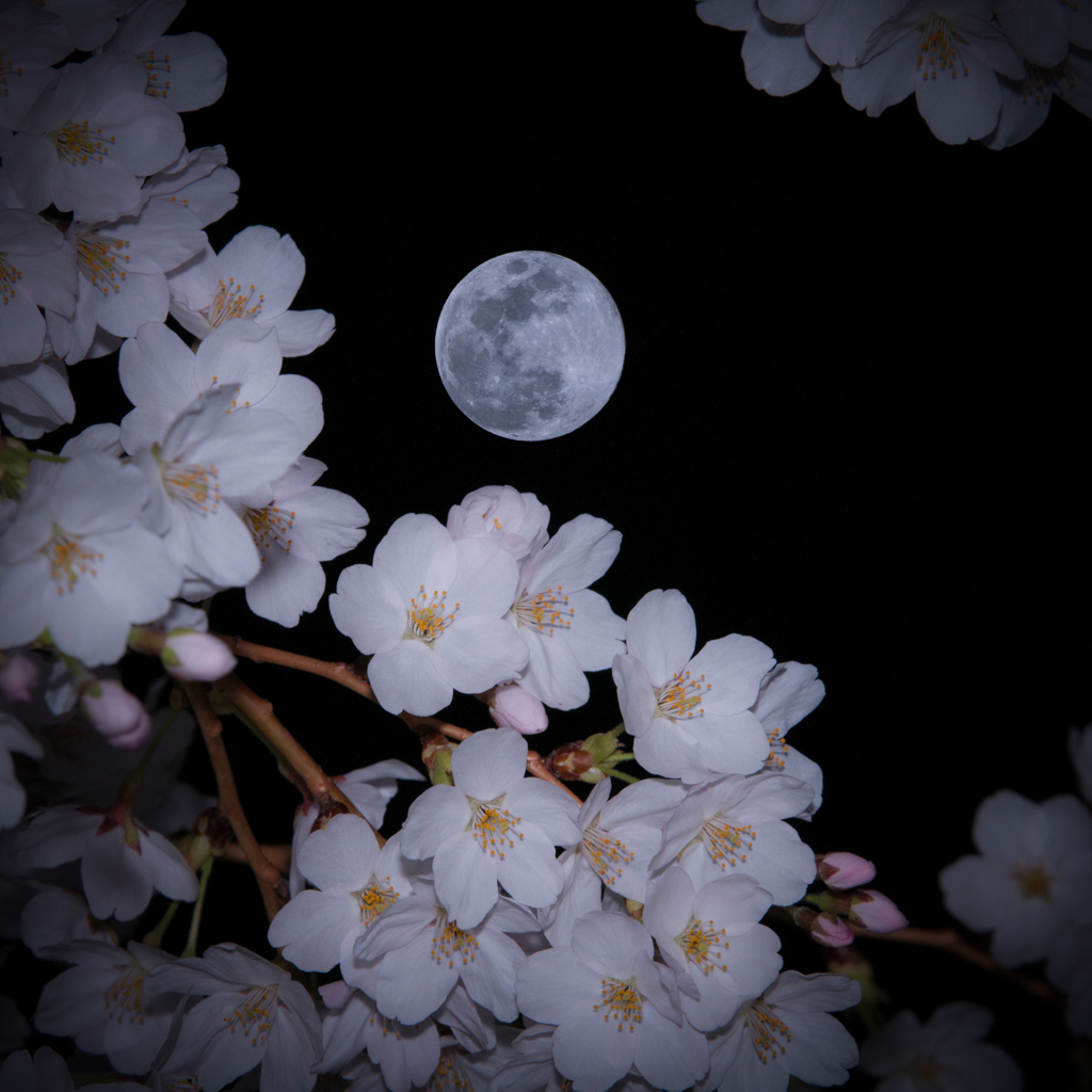 桜とブルームーン